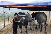 Ở nơi này, người dân đang đưa cả ngàn con trâu bò đi tránh rét