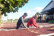 Nhờ bí quyết này, kỹ sư 9X Đăk Đoa nâng giá cà phê một gấp đôi
