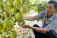 Lão nông U80 kiếm tiền tỷ nhờ trồng cây theo kiểu "chẳng giống ai"