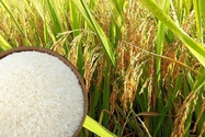 FAO dự báo 'nóng' về cung - cầu gạo thế giới, giá gạo sẽ ra sao?