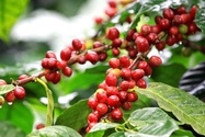 Thị trường cà phê nội địa cùng tăng 700 - 800 đồng/kg