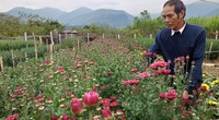 Nông dân chăm hoa phục vụ Tết cho thu nhập cao