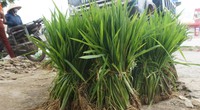 Phiên chợ bán cây lúa non độc nhất vô nhị ở Việt Nam, tại sao lại bị nói là vừa họp đã tan?