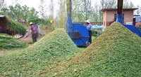 Nông dân Trung Quốc thu hoạch lúa mì xanh gây xôn xao