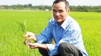 Hợp tác xã nào dẫn đầu trồng lúa hữu cơ quy mô lớn ở Vĩnh Long, bao nhiêu lúa gạo cũng bán hết?
