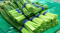 Thứ này có giá 90.000đ/kg, người Trung Quốc gọi là “rau trường thọ”, ăn rất ngon lại có thể làm thuốc