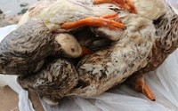 Hà Nội: Thông tin mới về vụ gần 600 con vịt chết nghi ăn ngô độc