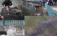 PGS Trần Lâm Biền: Thả cá thả cả rác là ác chứ không phải thiện