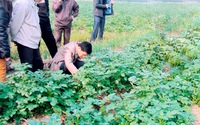 Bón phân NPK-S Lâm Thao, người trồng khoai tây lãi lớn