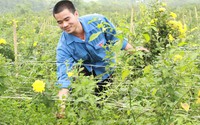 Tới Vĩnh Phúc thăm trang trại hoa bạc tỷ của chàng trai tuổi 28