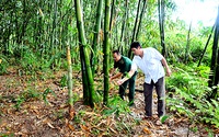 Bón phân Văn Điển cho tre Bát độ