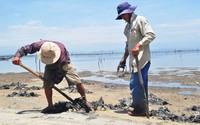 Thừa Thiên- Huế: Bờ biển tan hoang vì dân đổ xô đào địa sâm