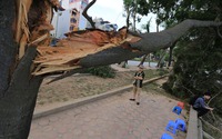 HN: 3 ngày sau dông lốc, cây đổ vẫn ngổn ngang trên đường