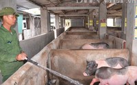 Quảng Ninh đề nghị ngành than, siêu thị lớn...hỗ trợ người nuôi lợn