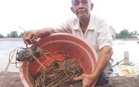 Làm giàu ở nông thôn: Cuộc “dạo chơi” tiền tỷ với tôm, cua hoang dã
