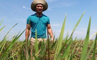 Rũ áo từ "quan" sau 4 năm làm Phó Chủ tịch xã, về trồng lúa đặc sản