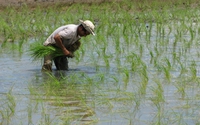 Tăng hiệu quả bón phân cho đất phèn trồng lúa 