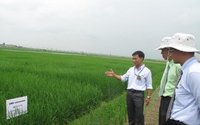 Ra mắt trung tâm nghiên cứu lúa lai đầu tiên tại Việt Nam: Giảm phụ thuộc giống  với Trung Quốc