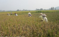 Ninh Bình: Triển khai cánh đồng liên kết trong trồng lúa