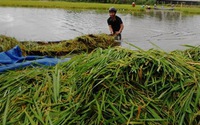 Bão lũ làm gia tăng số người thương vong