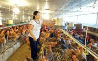 Làm giàu ở nông thôn: Từ 2.000 con gà vốn, thành tỷ phú nghìn đô