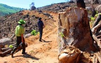 Nóng: Bắt Tổng Giám đốc chủ mưu phá hơn 60ha rừng tại Bình Định