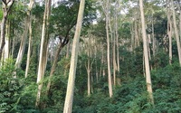 "Huyền thoại" của những người an ủi mẹ Rừng - Kỳ 3: Nguyên Bí thư huyện ủy dựng lán giữ rừng săng lẻ