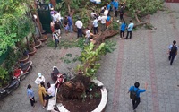 Vụ cây đổ làm 18 học sinh thương vong: Cây còn xanh tốt, vừa được chăm sóc