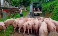 Giá heo hơi hôm nay 3/7: Thủ tướng yêu cầu quản lý tốt khâu trung gian để giảm giá thịt lợn