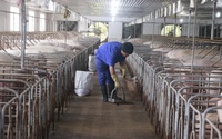Trung Quốc nhập 5 triệu tấn thịt lợn lo bữa ăn cho cả tỷ dân, giá thịt lợn chưa thể giảm sâu