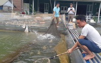 Trai Mường nuôi cá đặc sản ở hồ Thung Nai, nhiều con trắm đen dài cả mét lượn lờ như "tàu ngầm"