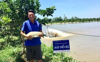 Trai Hà Nội nuôi toàn cá thuộc hàng "khủng" chuẩn VietGAP, lái buôn đến tận ao mua hết