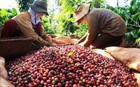 Giá cà phê tăng mạnh, nguồn cung hạn chế, người trồng găm hàng chờ giá cao hơn
