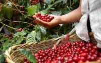 Giá cà phê hôm nay: Bật lên 33 triệu đồng/tấn, gói cứu trợ 1.900 tỷ USD tác động gì lên giá cà phê?