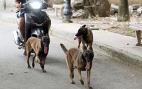 Chó pitbull cắn chết người ở Long An: Một phút bất cẩn có thể bị đi tù