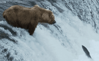 Thiên nhiên diệu kỳ: Đại tiệc thịt cá hồi thịnh soạn của bầy gấu xám Bắc Mỹ