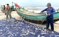 Trúng luồng cá trích, ngư dân Quảng Bình thu chục triệu mỗi ngày