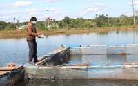 Nuôi cá đặc sản trên hồ thủy điện Ia Ly, mỗi năm nông dân này của Gia Lai bắt bán 10 tấn