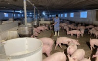Giá lợn hơi tăng 5.000-6.000 đồng/kg, ông chủ trang trại thu đều đều 8-10 tỷ đồng mỗi tháng