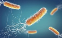 Nghiên cứu mới về vi khuẩn kháng kháng sinh có thể giết chết 10 triệu người