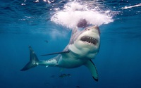 Vì sao cá mập lại thường tấn công con người vào những ngày trăng tròn?