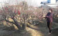 Thái Nguyên: Trồng thứ cây cảnh chơi tết, nông dân ở đây lo bán ì ạch, đã thế cây còn "thúc" hoa "cười sớm" 