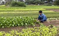 Giá rau vụ Tết tăng, nông dân trồng rau Đà Nẵng cứ cắt là bán hết