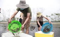 Lội xuống ao bắt được hơn 100 kg cá bống cát-đặc sản sông Trà Khúc ở tỉnh Quảng Ngãi