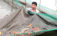 Giá cá chép cúng ông Công, ông Táo giảm mạnh, cả làng nuôi thứ cá này ở Sài Gòn vắng lặng khác thường