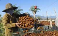 Cách làm mứt táo chuẩn quà quê bán tết của nông dân Ninh Thuận