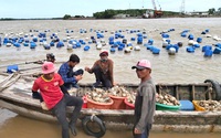 Xuống sông treo phao nuôi con đặc sản không biết chạy, vớt đầy thuyền, nông dân Trà Vinh bán hàng trăm tấn