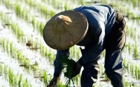 Trung Quốc bất ngờ công bố một quy định mới liên quan đến giống cây trồng