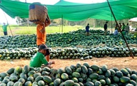 Giá loại trái xanh vỏ đỏ lòng không thể thiếu ngày Tết đột ngột tăng kỷ lục, nông dân ăn Tết to