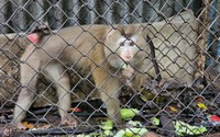 TP.HCM: Một người dân tự nguyện giao nộp một con khỉ đuôi lợn